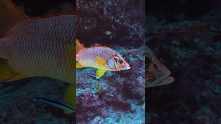 Sabre Squirrelfish maldives underwater diving scubadiving ocean wild wildlife shorts sea [upl. by Nwahc91]