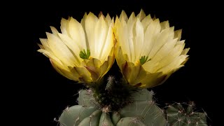 Time Lapse Echinocereus subinermis Mexico [upl. by Zilada]