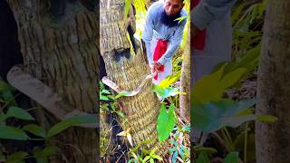 The rescue of snakes from coconut tree holes is underway snakeresque rescue snake respect 011 [upl. by Cichocki]