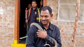 Caught big rat snake non venomous snakesagar snake9985545526 [upl. by Schober]