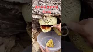 Honey harvesting beehive honey shorts subscribe my channel [upl. by Drucilla]