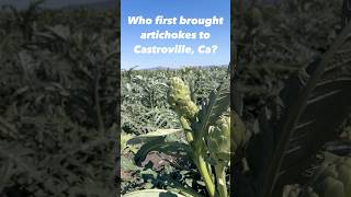 Why first brought artichokes to Castroville Ca realestate montereyrealtor livinginmonterey [upl. by Merriman]