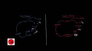 BASAL GANGLIA  Direct and Indirect Pathway SIMPLIFIED amp EXPLAINED [upl. by Gschu]