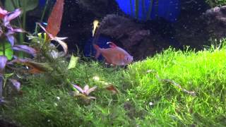 My planted aquarium with mostly South American tetras [upl. by Benoit760]