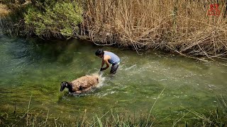 Washing Sheep in the River NomadicLife shepherd shear قشقایی [upl. by Weismann868]