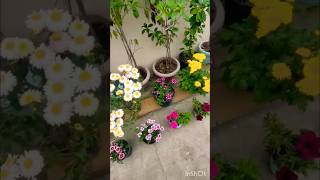 Terrace garden overview beautiful winter flowers garden plants youtubeshorts [upl. by Carmelita608]