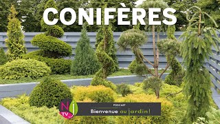 CONIFÈRES  DES ARBUSTES SANS PROBLÈME  DÉCOUVREZ LES MEILLEURES VARIÉTÉS POUR UN PETIT JARDIN [upl. by Attenwahs]