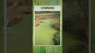 Eutrophication  A level Biology alevelbiology biology highschoolbiology biologystudent ecology [upl. by Bobbye446]