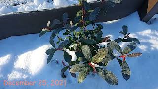 Photinia Fraseri Devils Dream in Summer and Winter  Evergreen and Frost Hardy [upl. by Peterman]