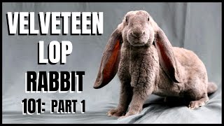 Velveteen Lop Rabbit 101 Part 1 [upl. by Sofko]