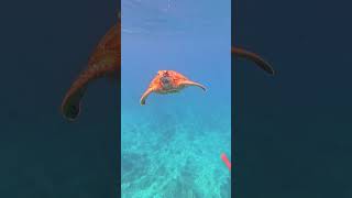 Graceful Sea Turtle Swimming in CrystalClear Ocean Waters 🌊🐢 shortsvideo [upl. by Murielle4]