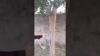 Indian rosewood PlantDalbergia sissooShishama tree of the Indian subcontinent शीशम neetuvlogs [upl. by Olbap]