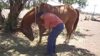 Equine Positional Release General Shoulder Technique [upl. by Eedak]