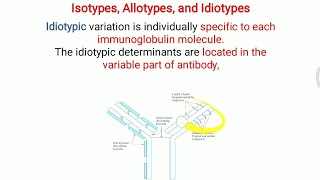 Isotypes Allotypes and Idiotype of Antibody [upl. by Malinowski252]