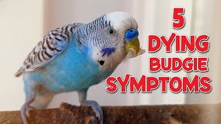 5 Symptoms of a Dying Budgie [upl. by Rowley]