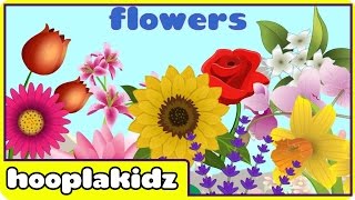 Preschool Activity  Learn About Flowers  HooplaKidz [upl. by Franzen]