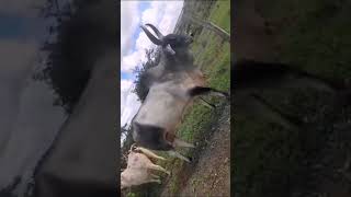 Enorme touro guzerat padre madrese hijos raza guzerá guzerat guzerabrasil agro ganado vacas [upl. by Eislehc330]