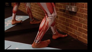 Peroneus Fibularis Brevis LEG Stretch for All standing – iStretch [upl. by Pachton788]