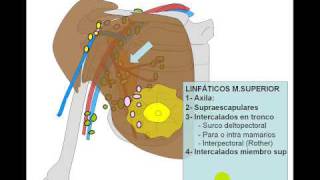 l13 [upl. by Horten]