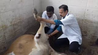 Clinical Examination of Recumbent Cow to rule out Stifle and Hip dislocation [upl. by Isadore]