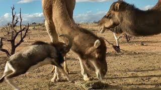 Fearless Ram vs Big Camels [upl. by Jozef]