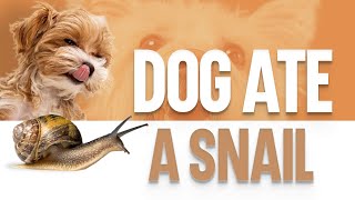 My Dog Ate A Snail  What Should I Do [upl. by Bobette391]