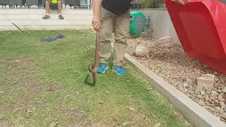 Red Bellied Black Snake  Twin Creeks Golf and Country Club [upl. by Gautious]