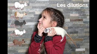 VARIETES DE RATS DOMESTIQUES  LES DILUTIONS [upl. by Eamanna]