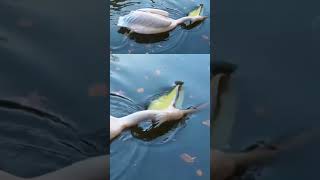 La bolsa de los pelicanos 🤯 pelicano bolsa cazar almacenar animal curiosidades agua comer [upl. by Wasson]