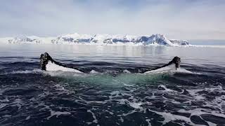 Whale Watching in Antarctica [upl. by Nahsab]