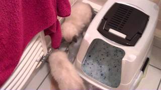 Birman kittens first day home  part 2  unedited [upl. by Ennaisoj]