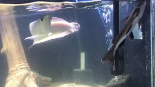 16” columbian shark and arowana [upl. by Musser296]