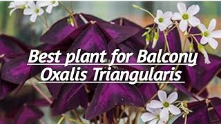 Oxalis Triangularis  The best plant for Balcony [upl. by Anis]