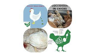 Coccidiosis  Necrotic Enteritis  Birds Treatment [upl. by Blithe]