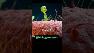 Bacteriophage 3D Animation Structure of Bacteriophage How Bacteriophage infect Bacteria [upl. by Nospmis417]