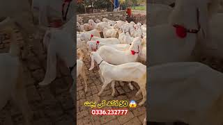 Goats farm 2024  50 لاکھ بچت business Karen bakaron ka Karobar Bakra form Bakra Mandi [upl. by Donella292]