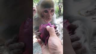 Purple apples are delicious when eaten in large bites Monkey 😋 shorts shortsfeed [upl. by Fahey]