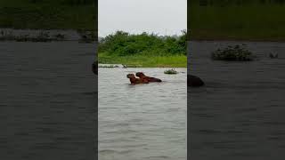 wildlife pantanal brazil [upl. by Asir]