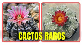 27 ESPÉCIES DE CACTOS PARA IDENTIFICAÇÃO CACTOS RAROS [upl. by Kcirej]