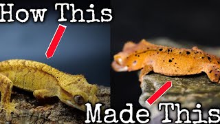 The One Thing I Wish I Knew Before Breeding Crested Geckos [upl. by Ihc642]