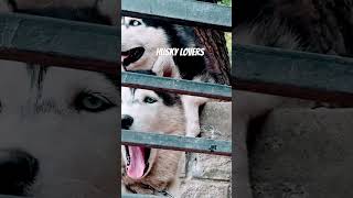 husky dog india Main survive kar Sakta Hai doglover siberianhuskypuppiesforsaleindelhi [upl. by Laforge392]