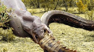 Extreme fight Crocodile vs Snake Wild Animals Attack [upl. by Mika611]