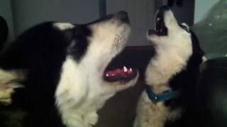 Delta the singing Husky  Howling Huskies [upl. by Easlehc958]