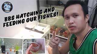 DIY Brine Shrimp Hatchery Tutorial Perfect Nutrition for Your Fish [upl. by Akemad]