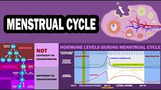 MENSTRUAL CYCLE Ovarian Cycle Uterine Cycle Folliculogenesis Oogenesis [upl. by Drummond]