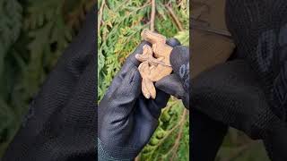 A woodcarving project  a Moon Rabbit pendant Whittling with just one knife [upl. by Barnum]