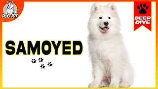 Samoyeds 101 Everything You Need To Know [upl. by Ardie506]