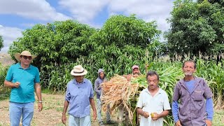 FARTURA E RIQUEZA NO SERTÃO DE PERNAMBUCO VEJA COLHEITA DE MILHO PARA SILAGEM COM SEU DIASIS MINOR [upl. by Novad]