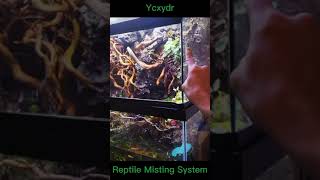 Reptile Misting System Installation [upl. by Ahgiel]