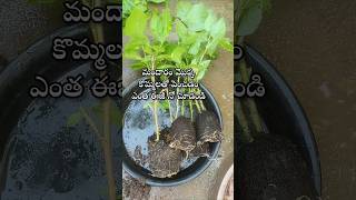 Easy to grow hibiscus plant from cuttings youtubeshorts shorts shortsyoutube hibiscus [upl. by Shanon]